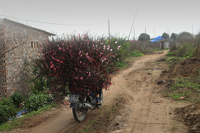 Hà Nội rét đậm, đào Nhật Tân sẽ đắt gấp 3 lần mọi năm?